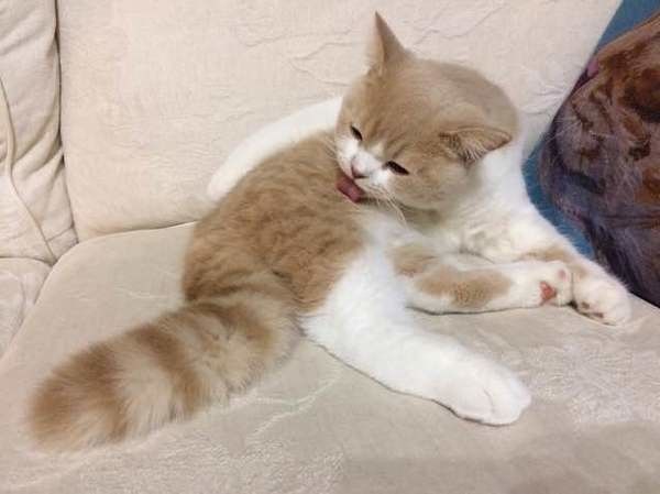 毛づくろい中のブリティッシュショートヘア