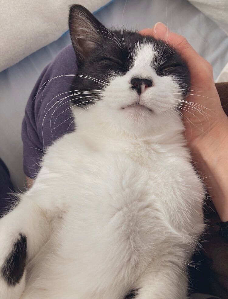 飼い主さんの膝の上で甘える義勇くん（撮影時1才）。