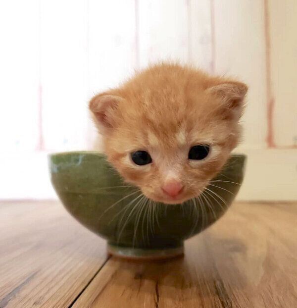 茶碗に入るトロくん