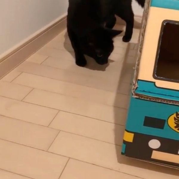 トラックを警戒する黒猫