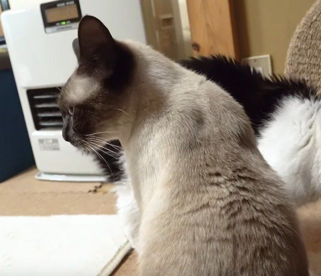 ストーブ前に集まる猫