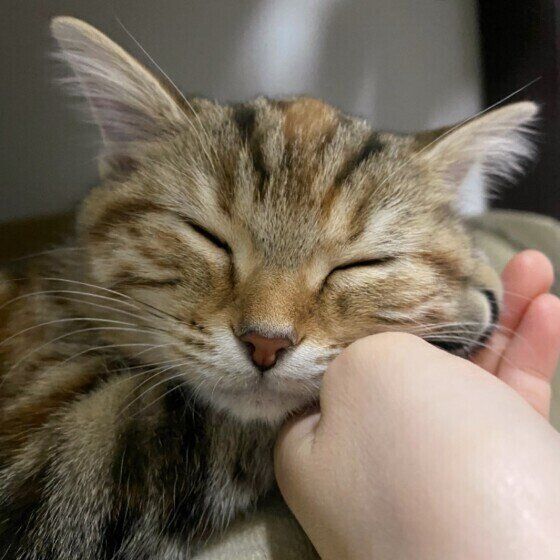 アメリカンショートヘアのじじちゃん