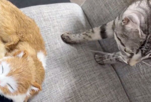 ぬいぐるみに嫉妬するととまるくん