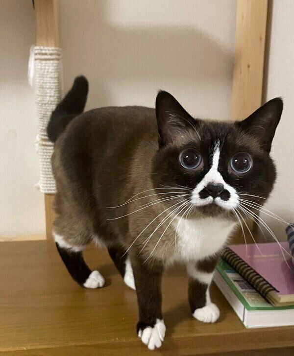 足の長さが盛れているみたらしちゃん