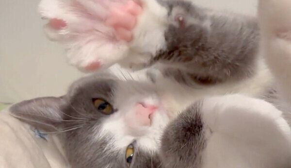 前足をグーパーグーパーするしらたまくん