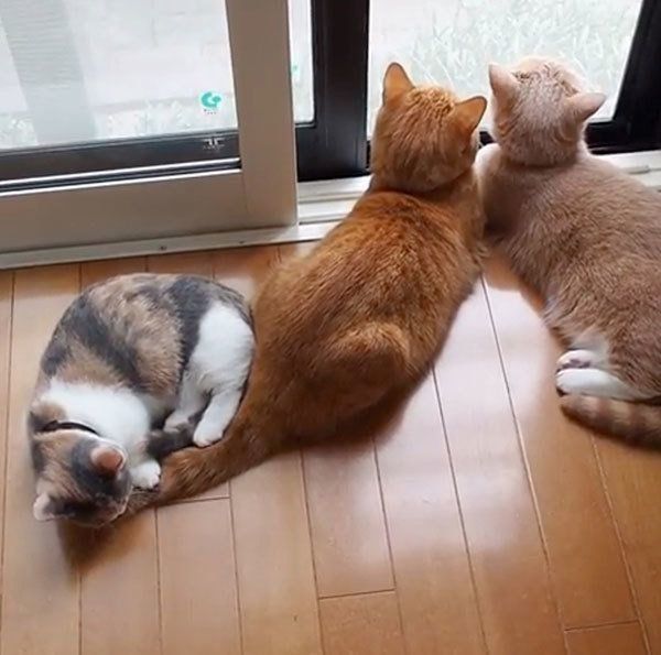 ニャルソックするマンチカン