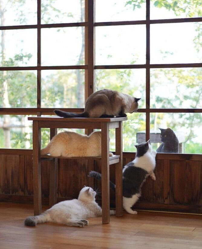 窓の外を見る4匹の猫