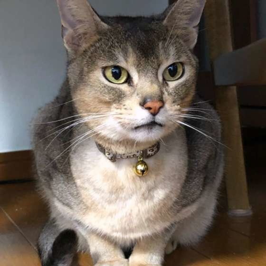 獣医師監修 アビシニアンの性格って 特徴 凶暴化の対処法も解説 ねこのきもちweb Magazine 獣医師監修 アビシニアンの性格って 特徴 凶暴化の対処法も解説 ねこのきもちweb Magazine