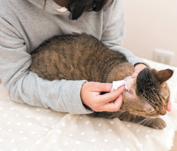 後ろから抱えられて耳掃除されている猫