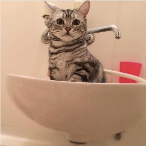 アメリカンショートヘアー