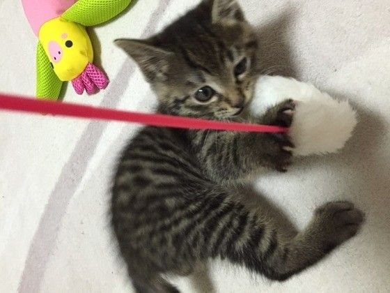 キジトラの風太くん