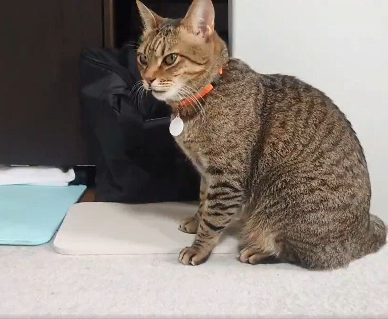 「ゴロン」を見せてくれるもなちゃん