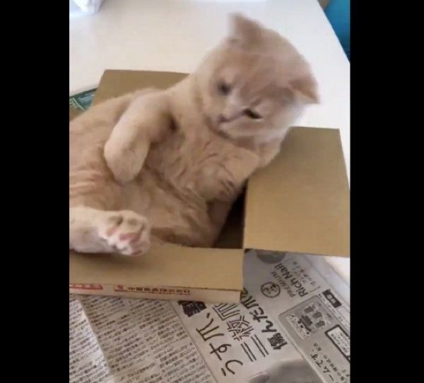 箱におさまろうとするブリティッシュショートヘア