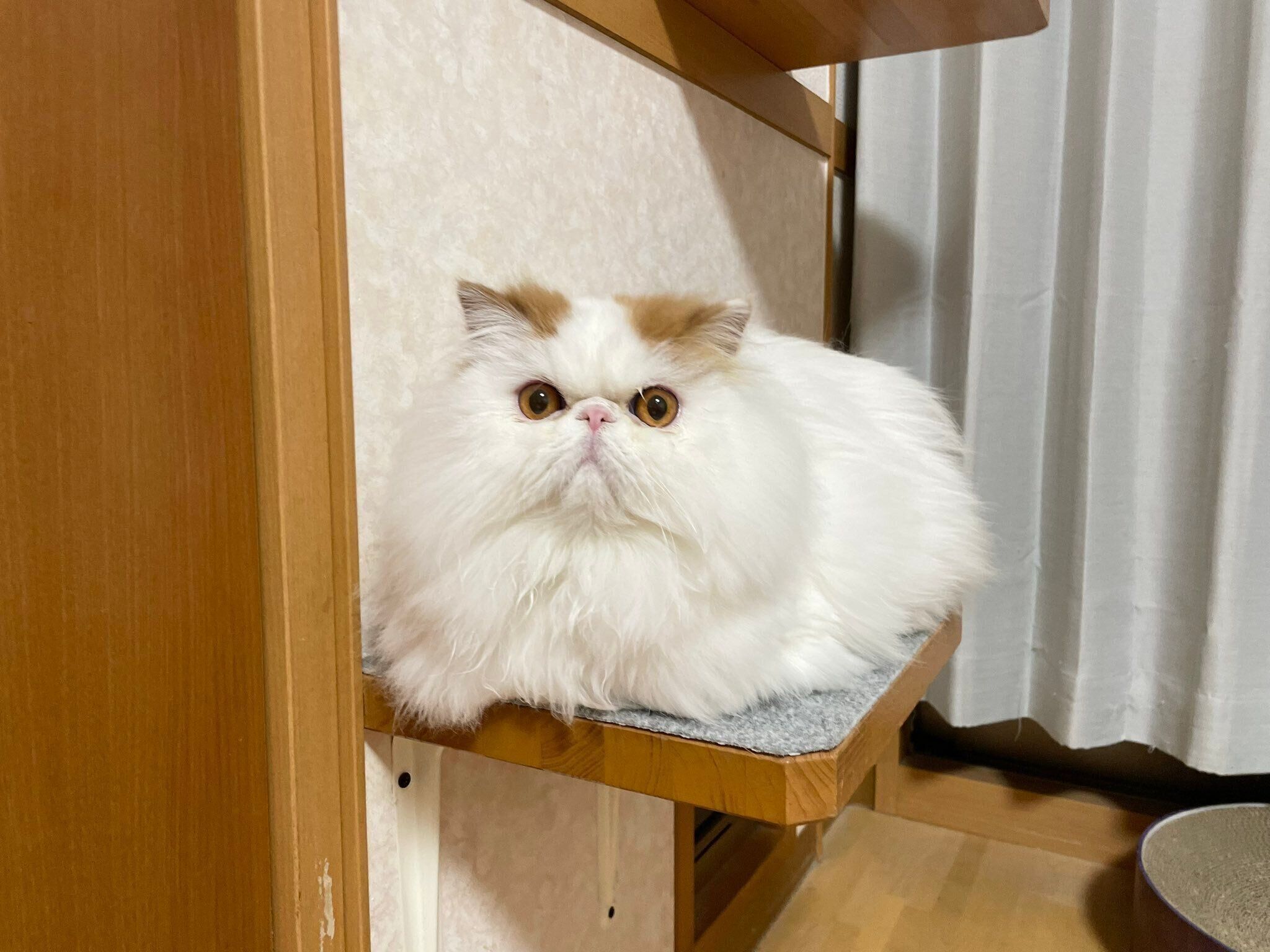 まったりするもけちゃん