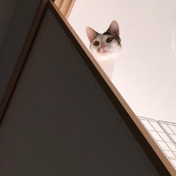 MIXの光秀公ちゃん