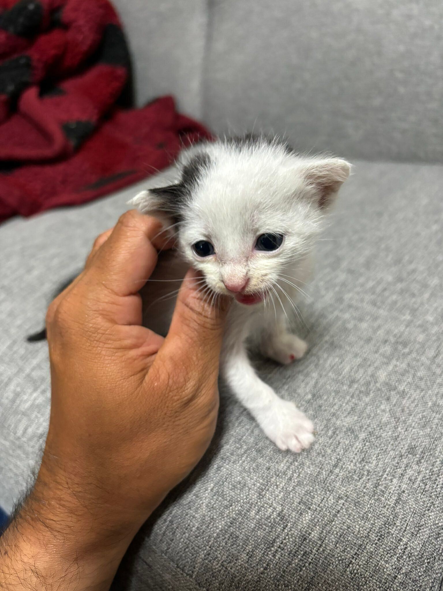 生後1カ月頃の子猫