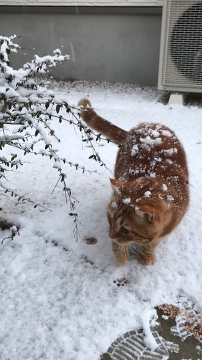野良猫は冬をどう過ごす 猫のために 私たちができること とは ねこのきもちweb Magazine 野良猫は冬をどう過ごす 猫のために 私たちができること とは ねこのきもちweb Magazine