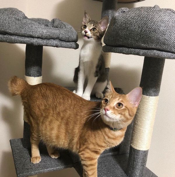 茶トラのウニくんとキジ白のコハダちゃん