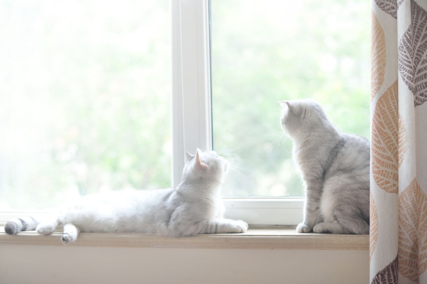 獣医が教える 猫の 危険な嘔吐 大丈夫な嘔吐 吐く理由 対処法 ねこのきもちweb Magazine 獣医が教える 猫の 危険な嘔吐 大丈夫な嘔吐 吐く理由 対処法 ねこのきもちweb Magazine