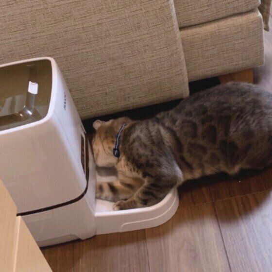 給餌器を掘るベンガルのえくれあちゃん