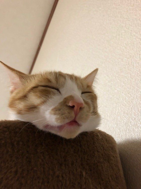 セナくん  MIX　茶トラ