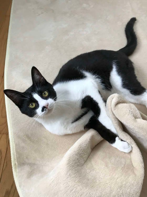 カーペットで遊ぶ猫