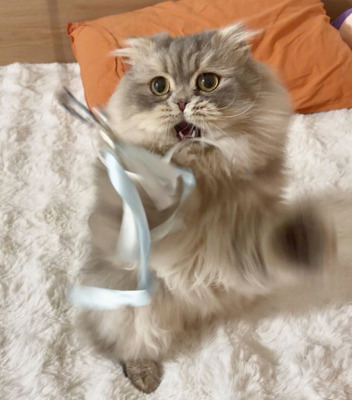 おもちゃで遊ぶロッシュくん