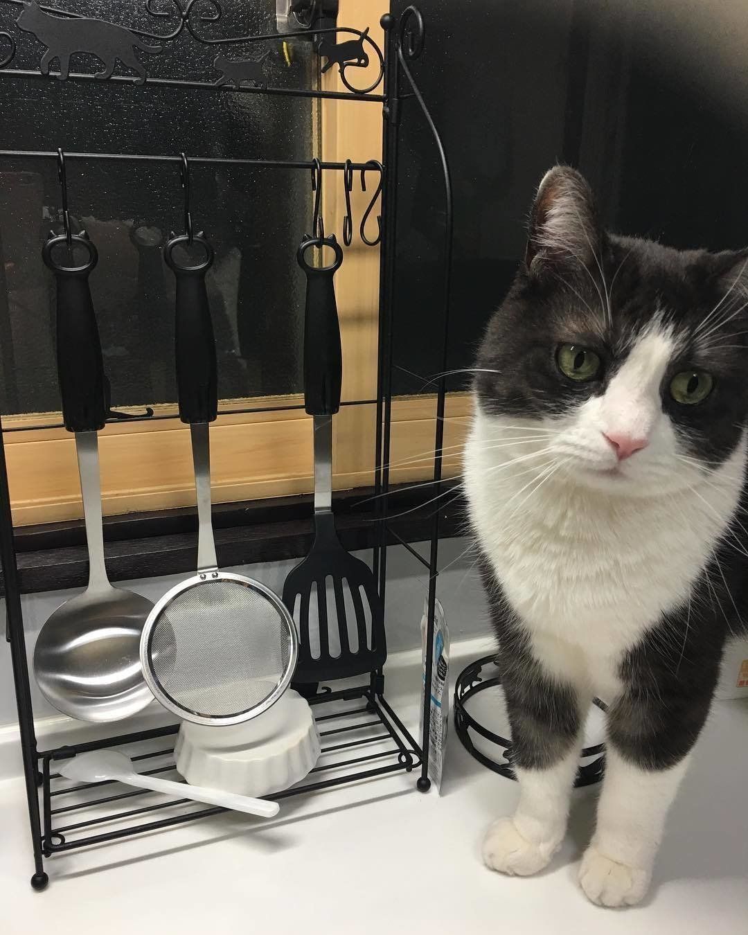 サスケくんと猫モチーフキッチンツール