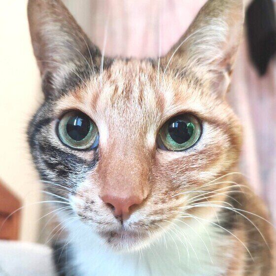 大きな目で見つめるミケMIXの鈴ちゃん