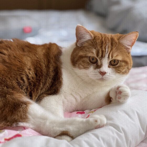 ベッドに横たわるあずきくん