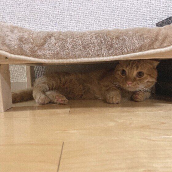 隠れるマンチカン