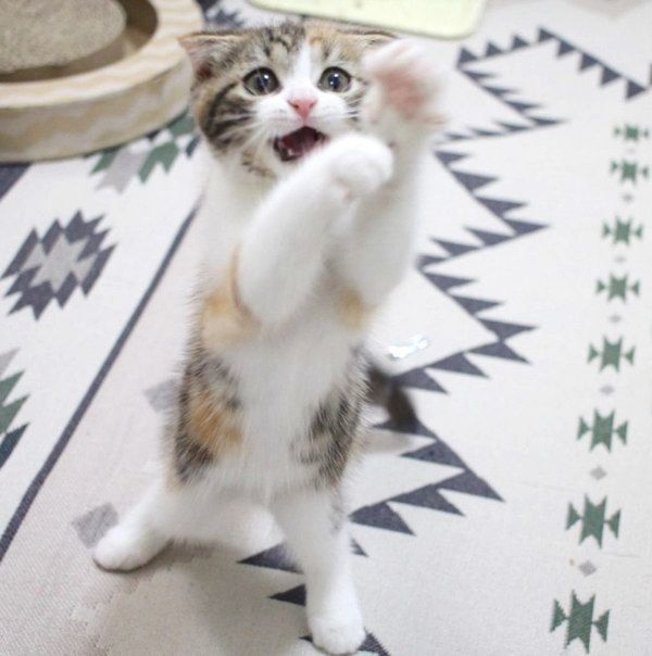 立つマンチカン