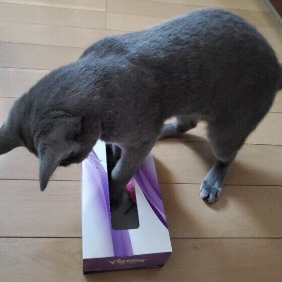 ロシアンブルーのレグルスちゃんと空き箱のおもちゃ