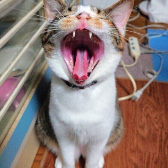 キジトラMIXのベルちゃん