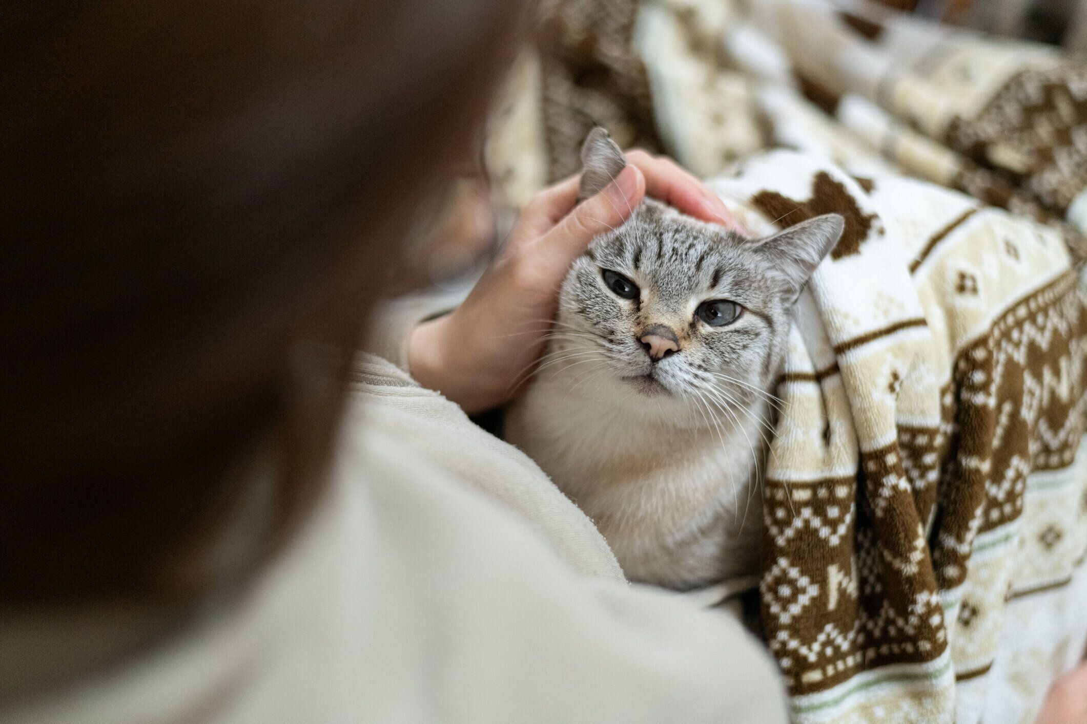 ひざの上でくつろぐ猫
