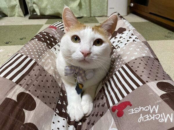 くつろぐむぎくん