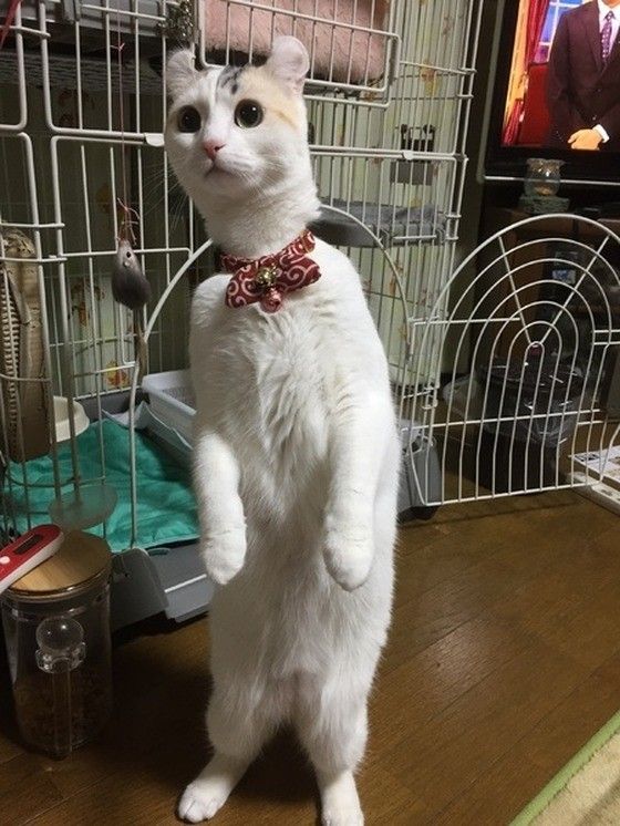 アメリカンカールのジジちゃん