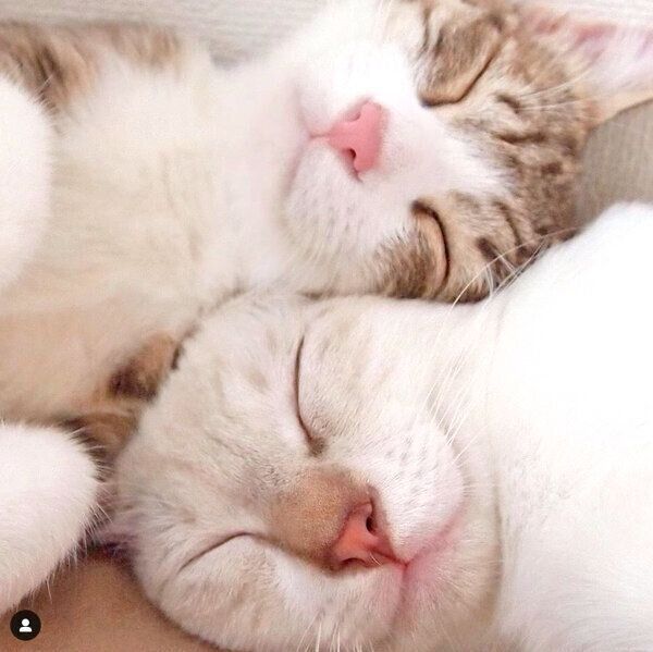 顔をくっつけて眠るほのちゃんとぼのくん