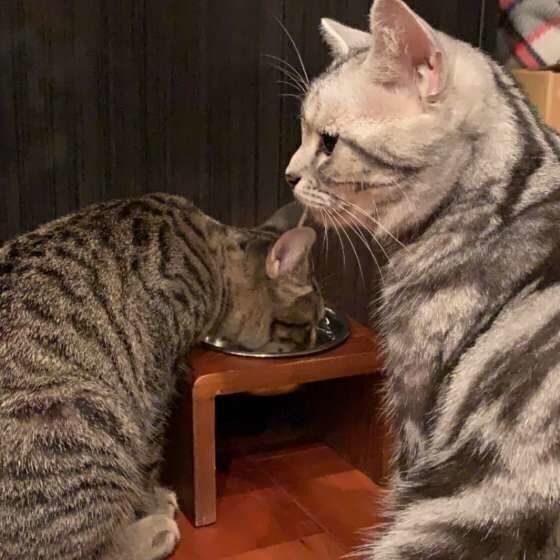 ごはんを食べる猫