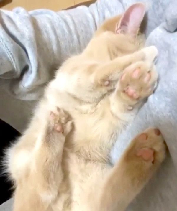 お手てでお顔を隠すむぎちゃん