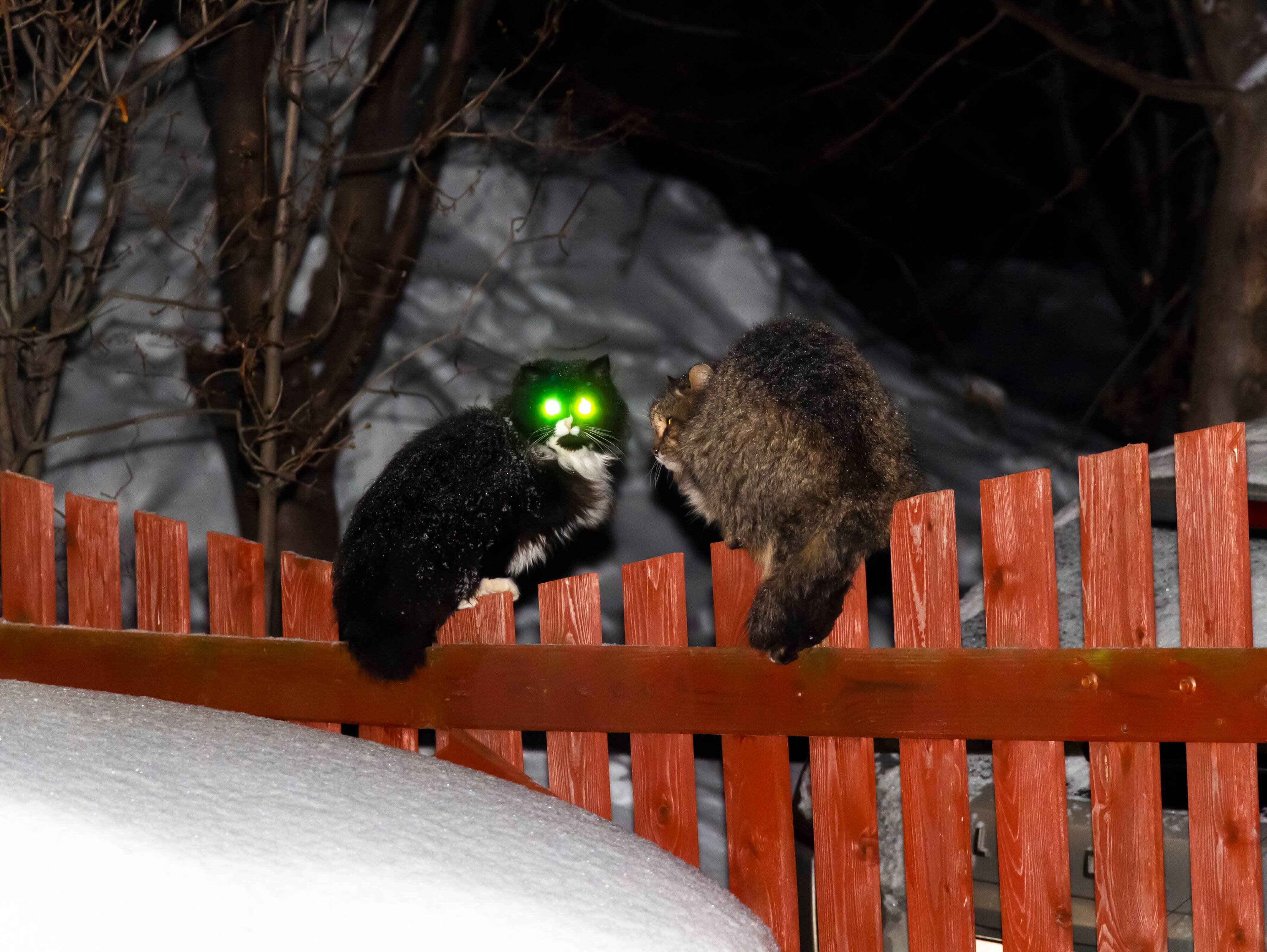 画像／iStock、Getty Images Plus