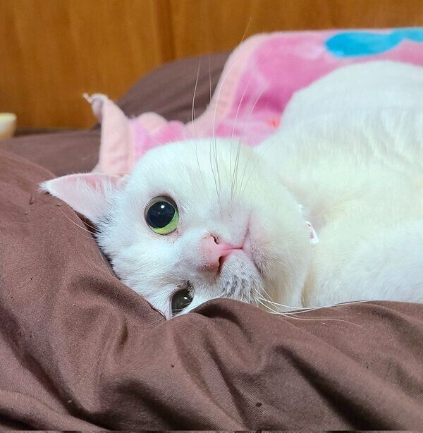 可愛らしい表情をするチロちゃん