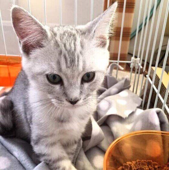 ケージの中で落ち着くマンチカン