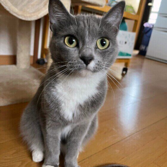 福ちゃん（スコティッシュフォールド）