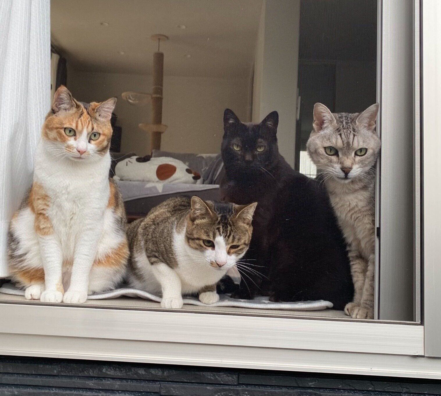 ニャルソックをする愛猫たち