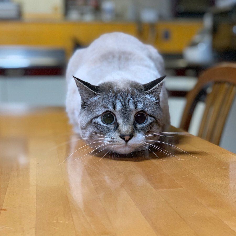 机の上のこめくん