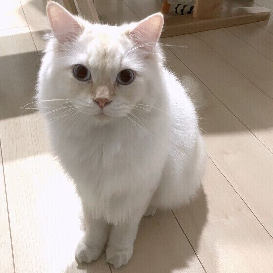 座って待つサイベリアン