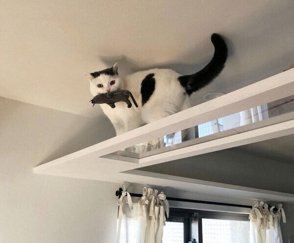 ネズミのぬいぐるみをくわえるカツヲくん