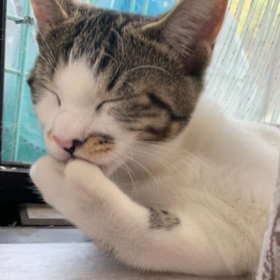 目を閉じるキジトラ