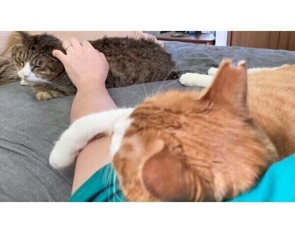 飼い主さんに甘える猫たち